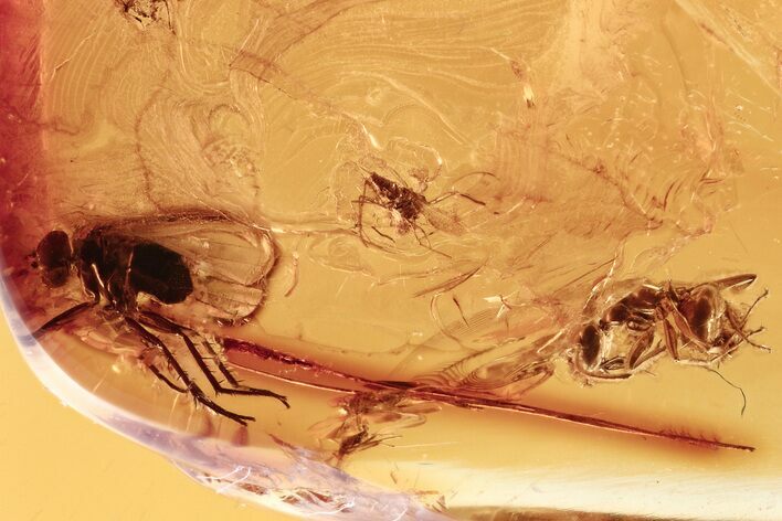 Fossil Ant, Fly, Gall Midge, Fungus Gnats & True Midge in Baltic Amber #284643